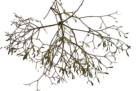 mistletoe, isolated, medicinal plant, tree, parasite, green, sunny