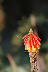 abelha, flor, Primavera, planta, vermelho, flor