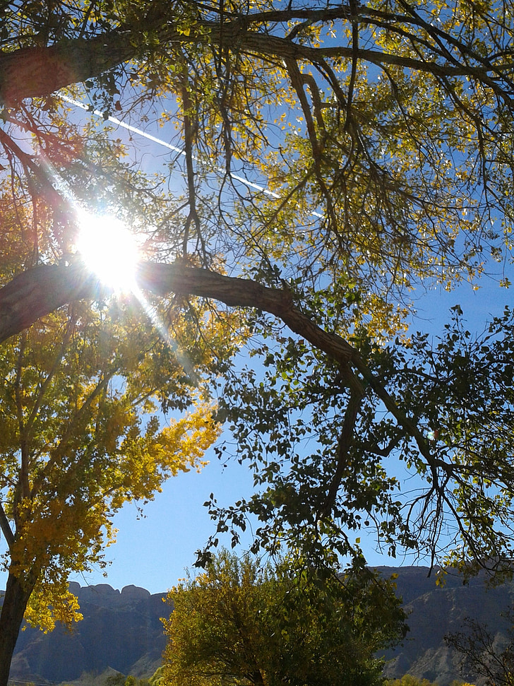 rudenį, medis, Saulė, geltona, lapų, spalio, rudenį