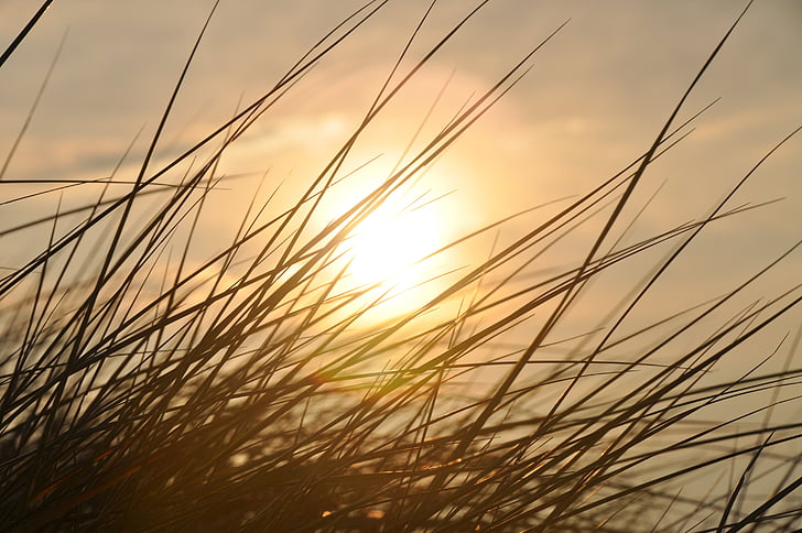 Saulėlydis, nendrių, deichblick, – Nordfriesland, gamtos apsaugos, banko, jausmas