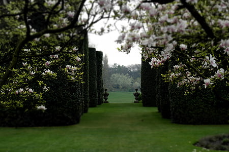 trädgård, klassiska garden, Magnolia, walled väg