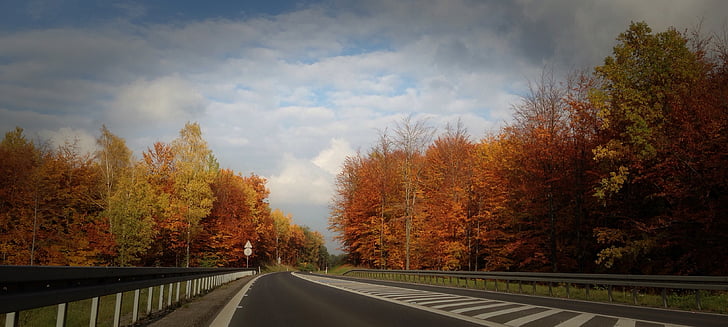 höstlandskap, träd, Polen, Olkusz, motorväg, sceniskt
