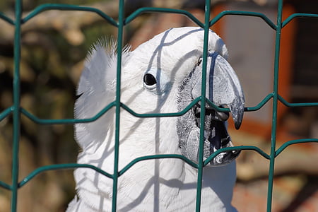 유황-볏이 있는 앵무새, 흰색 앵무새, 유황-볏이 있는, 앵무새, 새, 오스트레일리아, 새 머리