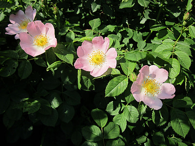 Rosa canina, caní, flors silvestres, arbust, flora, botànica, planta