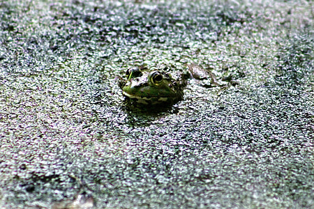 frog, green, amphibian, wildlife, eye, closeup, toad