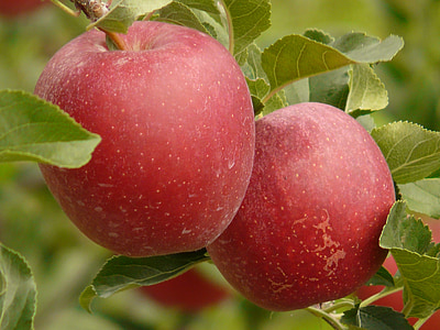 pomme, fruits, manger, nature, en bonne santé, rouge, plantation