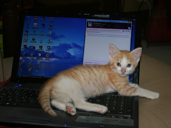 kattunge, Roux, liggande, dator, bärbar dator, teknik, Internet