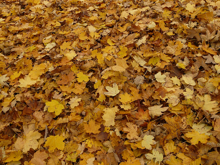 Bladeren, Fall gebladerte, esdoorn, esdoorn bladeren, herfst, geel