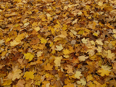 lapai, rudenį lapija, Klevas, Klevo lapai, rudenį, geltona