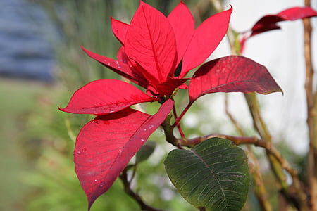 植物, 花, 自然, 一品红, 品红, adventsstern, 圣诞星