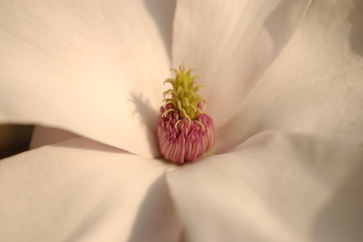 Magnolia, lill, Bloom, lilled, õis, nupp, loodus