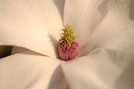 magnolia, flower, bloom, flowers, blossom, button, nature