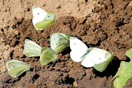 kupu-kupu, kupu-kupu, kubis putih linge, serangga, musim panas, daun, pertanian