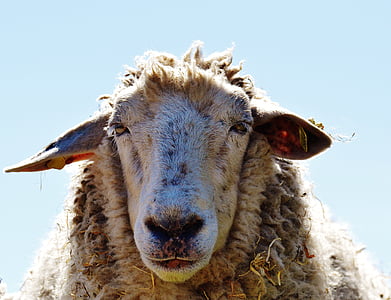 ovce, volne, živali, travnik, narave, zimski plašč, dober aiderbichl
