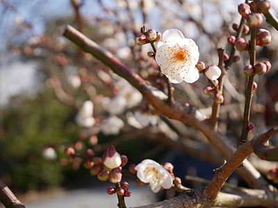 våren, samusakura, spire, begynnelsen, bud, yashimaji tempel, Kagawa
