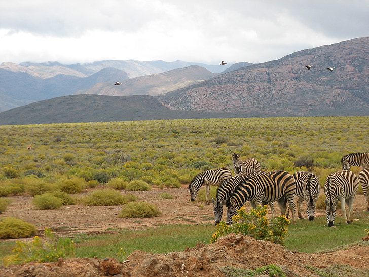 Južna Afrika, Safari, prosto živeče živali, rezerve, Zebra, ptice