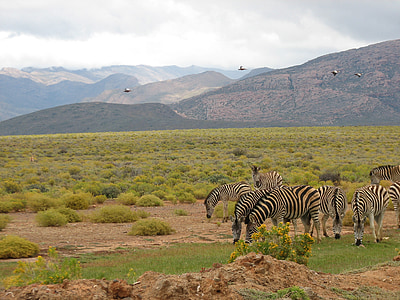 Afrika Selatan, Safari, satwa liar, Reserve, Zebra, burung