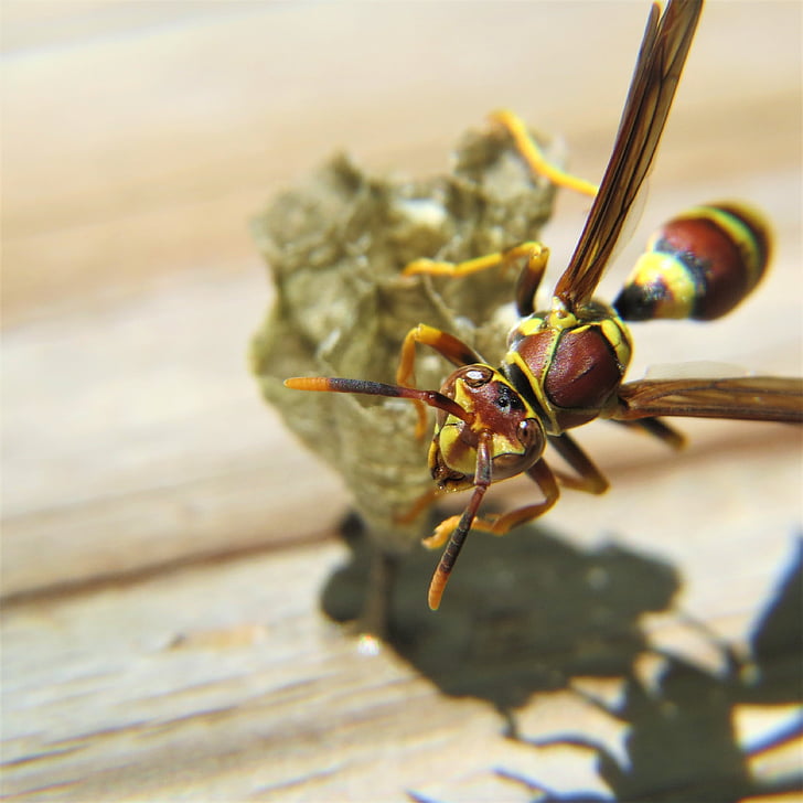 Wasp, insect, geel, bruin, dier, natuur, Close-up