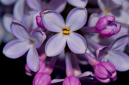 ceriņi, kaučuka, puķe, Violeta, ziedu, Bloom, Pavasaris
