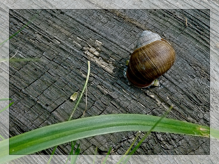 snail, conch, macro, grass, nature, board, sheet