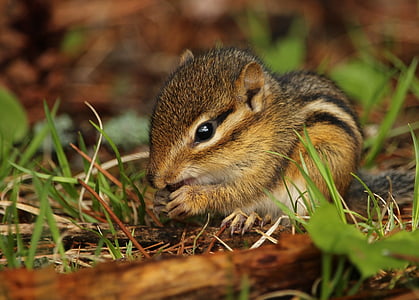 Észak-amerikai mókus, cuki, rágcsáló, vadon élő állatok, baba, szőrme, eszik
