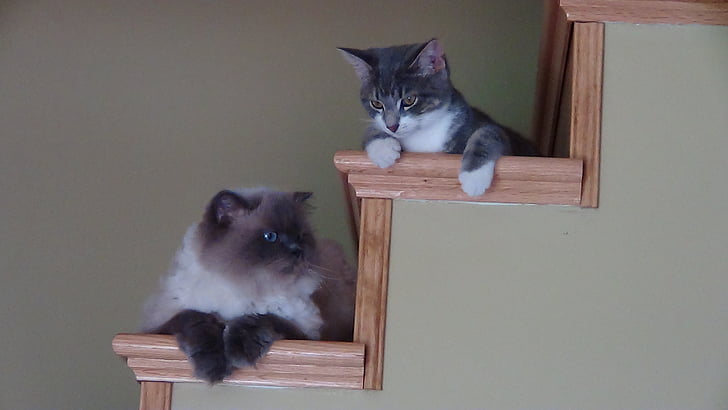 mačka, schodisko, mačiatko