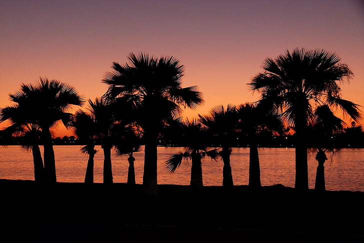 palmy, drzewa, ciało, wody, sylwetka, Zdjęcie, zachód słońca