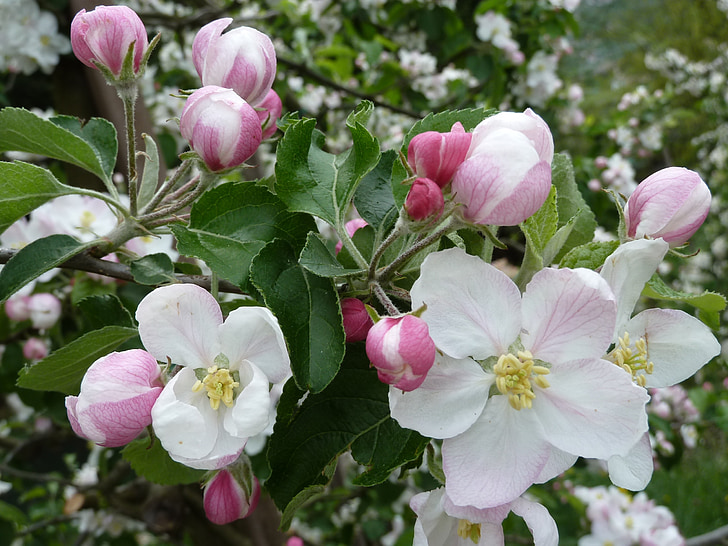 Apple blommar, våren, Blossom, Bloom, naturen, äppelträd, äng