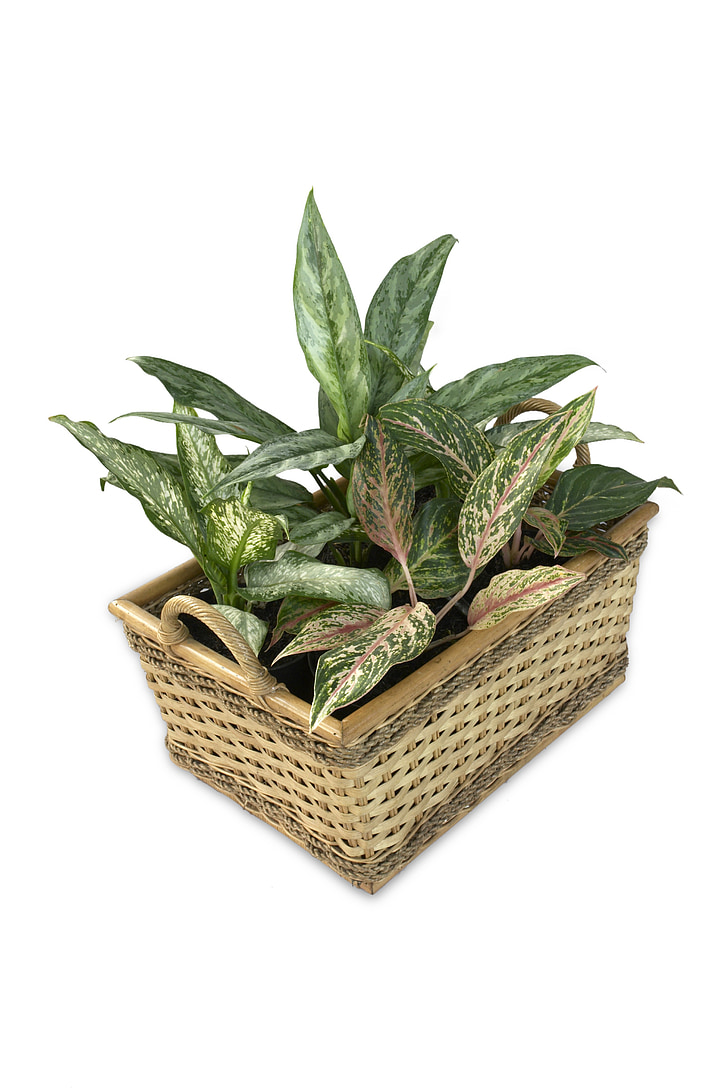 aglaonema, dieffenbachia, potten-scaping, prydplanter, anlegget, grønn, blad