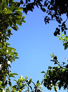 кадр, Природа, листья, Голубой, небо