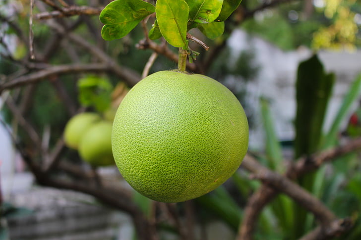 Didysis citrinmedis, vaisių, citrusinių vaisių, sveikas, šviežios, atogrąžų, natūralus