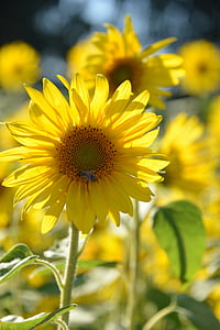 auringonkukka, kukat, kesällä, Luonto, Flora, keltainen, Blossom