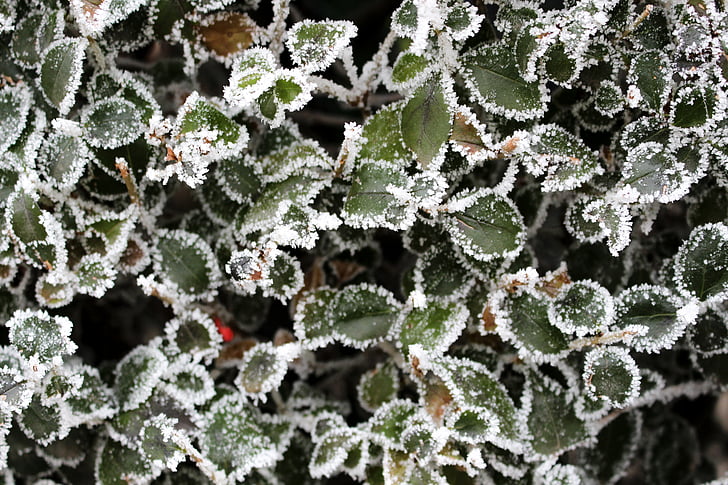 Privet, Frost, frío, invierno, planta, naturaleza, Rime