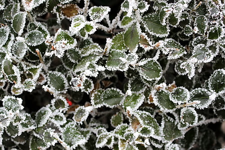 liguster, Frost, koude, winter, plant, natuur, rijm