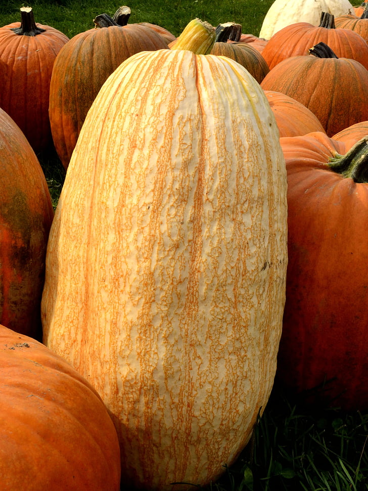 pumpkin, squash, fall, autumn, harvest, tall, solo