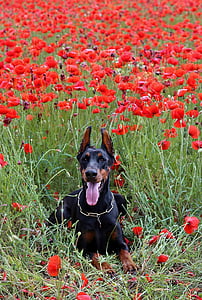 doberman dog lies, poppy, field