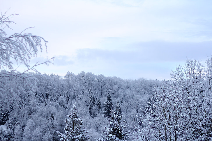 ziemas, ziemā mežā, debesis, zila, ziemas, mākoņi, balta