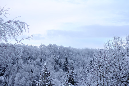invernal, bosque de invierno, cielo, azul, invierno, nubes, Blanco