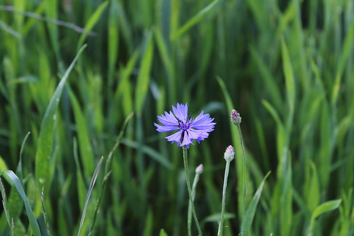 ливада, природата, сини цветя, Centaurea jacea, синьо, метличина, селото на диви цветя