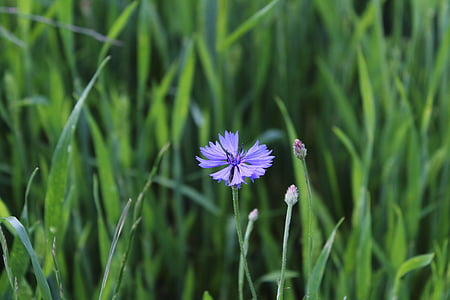 Wiese, Natur, blaue Blumen, Centaurea jacea, Blau, Kornblume, Das Dorf von Wildblumen