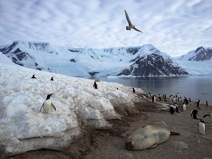 Antarktisz, pingvinek, állatok, turizmus, vadonban, hó, madár