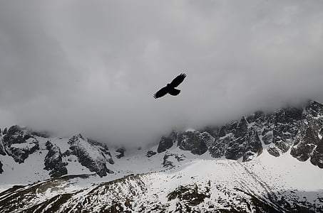 xixella, gralla, ocell, seqüenciador, muntanyes, l'hivern, volant, Dom