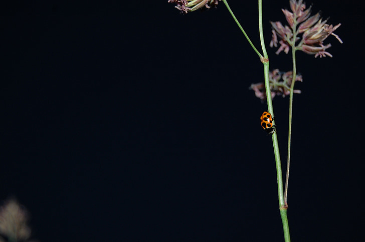 ladybug, straws, plant, night, nature, insect