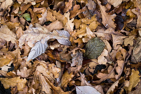 hösten, närbild, torr, torra löv, faller, lämnar, Leaf