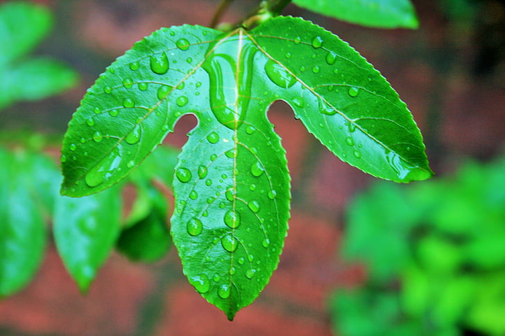 pasiflora leaf, Leaf, zaļa slapjš, pilieni, ūdens, lietus, pasiflora