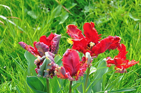 tulipany, Franzen, Holandia, ogród, wiosna, kwiat, Bloom