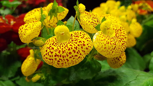 Cypripedium calceolus, skønhed, blomst, sommer, gul, natur, farve