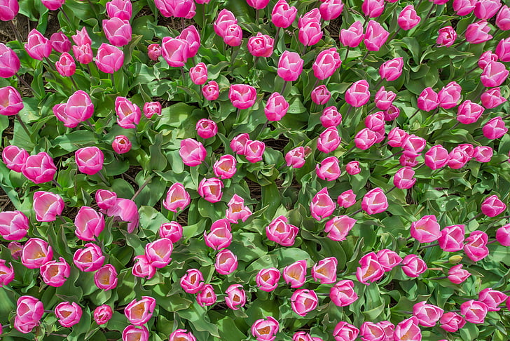 pink, tulip, field, dutch, spring, flower, nature
