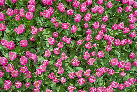 rosa, tulipano, campo, Olandese, primavera, fiore, natura