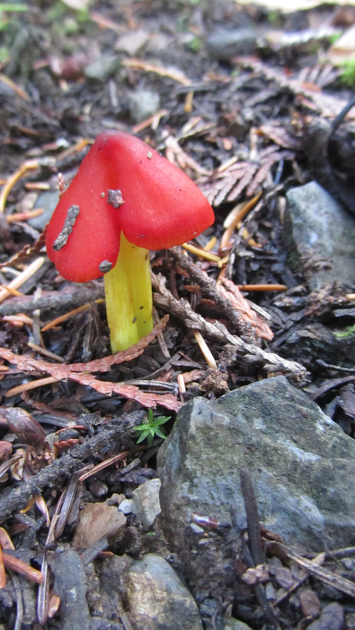 hygrocybe conica, red, blackening saftling, schneck ling related, hygrocybe, mushroom, forest